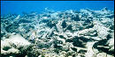 Coral Reef Damage Caused by Hurrican Hugo in 1989 Coral Reef Damage Caused by Hurrican Hugo in 1989