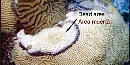 White coral tissue left after black-band disease effects Knobby Brain Coral ("Diploria Clivosa") White coral tissue left after black-band disease effects Knobby Brain Coral ("Diploria Clivosa")