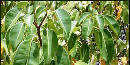 Manchineel Tree on Buck Island Manchineel Tree on Buck Island