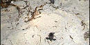 Hawksbill Sea Turtle hatchling makes its way to the sea Hawksbill Sea Turtle hatchling makes its way to the sea