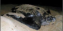 Leatherback Sea Turtle Leatherback Sea Turtle
