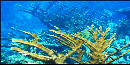 Elkhorn Coral Elkhorn Coral