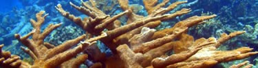 Elk Horn Coral