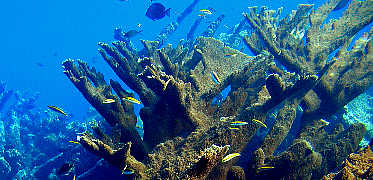 Elkhorn Coral
