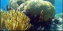 Healthy symmetrical brain coral ( Healthy symmetrical brain coral (