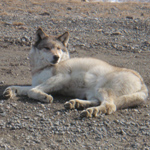Image of a wolf on the park road