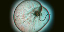 Seasparkle, a tiny dinoflagellate that can be seen glowing in the surfline at night. Seasparkle, a tiny dinoflagellate that can be seen glowing in the surfline at night.