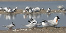 Various tern species resting along beach wetlands Various tern species resting along beach wetlands