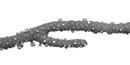 Sea Whip, though it looks like a plant, is actually whole colony of animals. Sea Whip, though it looks like a plant, is actually whole colony of animals.