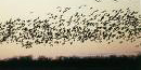 Image of sandhill cranes in flight Image of sandhill cranes in flight