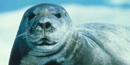 Image of bearded seal Image of bearded seal
