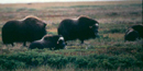 IMage of Musk Ox crossing landscape IMage of Musk Ox crossing landscape