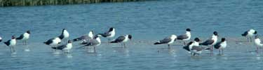 Laughing gulls