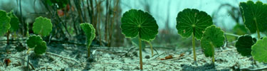 Pennywort