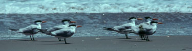 Royal terns