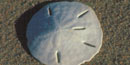 Sand dollar Sand dollar