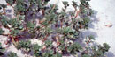 Seabeach Amaranth Seabeach Amaranth
