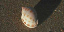 Scotch Bonnet sea shell Scotch Bonnet sea shell
