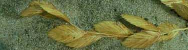 Sea Oat seeds