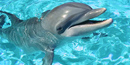 Bottlenose Dolphin Bottlenose Dolphin