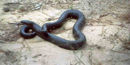 Endangered indigo snake Endangered indigo snake