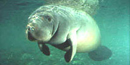 Manatee Manatee