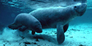 Manatee calf stays close to mom for the first two years Manatee calf stays close to mom for the first two years