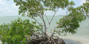 Mangrove tree provides nesting habitat for birds Mangrove tree provides nesting habitat for birds