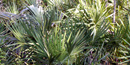 saw palmetto saw palmetto