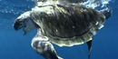 Mature sea turtle steering clear of large sharks Mature sea turtle steering clear of large sharks
