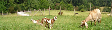 Nubian goats in the pasture enjoying summertime grasses