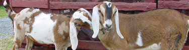 Nubian kid goats playing around the corn crib