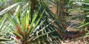 Hundreds of needle like points sprout from the wild yucca plant Hundreds of needle like points sprout from the wild yucca plant