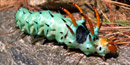 Hickory Horned Devil Hickory Horned Devil