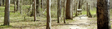 Trail at Jones Bridge - Photo by Matt Harr