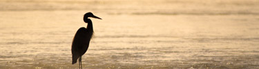 Great Blue Heron at Dawn - Photo by Tom Wilson