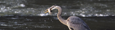 Great Blue Heron catching a fish - Photo by Tom Wilson