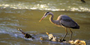 Great Blue Heron hunting for food - Photo by Tom Wilson Great Blue Heron hunting for food - Photo by Tom Wilson
