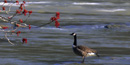 Canada Goose on the Chattahoochee - Photo by Tom Wilson