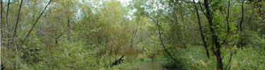 Wetlands at Cochran Shoals - An NPS Photo