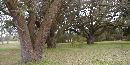 Landscape with trees at Charles Pinckney NHS. Landscape with trees at Charles Pinckney NHS.