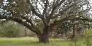 Live Oak at Charles Pinckney NHS Live Oak at Charles Pinckney NHS