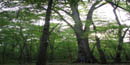 Congaree National Park is home to several Congaree National Park is home to several