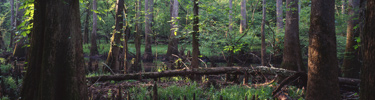 Floodplain