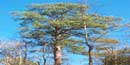 Congaree National Park has many "Champion" trees Congaree National Park has many "Champion" trees