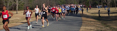 race for the grasshopper