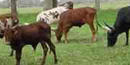Pineywoods cattle Pineywoods cattle