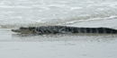 Alligator Alligator