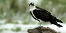 Osprey perched on the east coast of the island. Osprey perched on the east coast of the island.