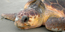 Loggerhead Sea Turtle Loggerhead Sea Turtle